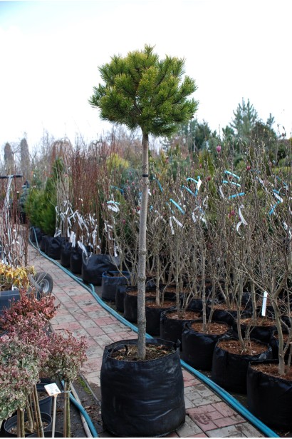 Сосна горная Винтер Голд на штамбе